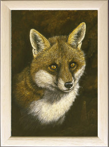 Image of Dog Fox - A portrait of Rex our rescued fox from the RSPCA